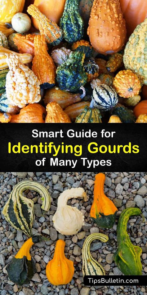 Discover the top Cucurbita pepo gourd species like the Luffa, Calabash, dipper, and bottle gourd and turn them into beautiful birdhouses and instruments. This guide compares popular gourds, like the Lagenaria siceraria, and tells you exactly how they differ from acorn squash. #identify #gourd #uses Fall Gourds Centerpiece, Gooseneck Gourd Ideas, Crafts With Gourds, Gourd Recipes Cooking, How To Dry Gourds Fast, Mini Gourds Crafts, Gourd Varieties, Gourd Photography, Gourd Decorating Ideas