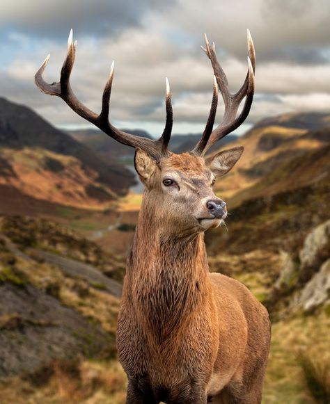 🦌 #AutumnDeer 🍂 Majestic red deer stag in front of a mountainous backdrop, capturing the essence of autumn's splendor. Red Deer Stag, Deer Species, Small Deer, Alice Angel, Deer Stags, The Great White, Red Deer, August 9, Wildlife Photography