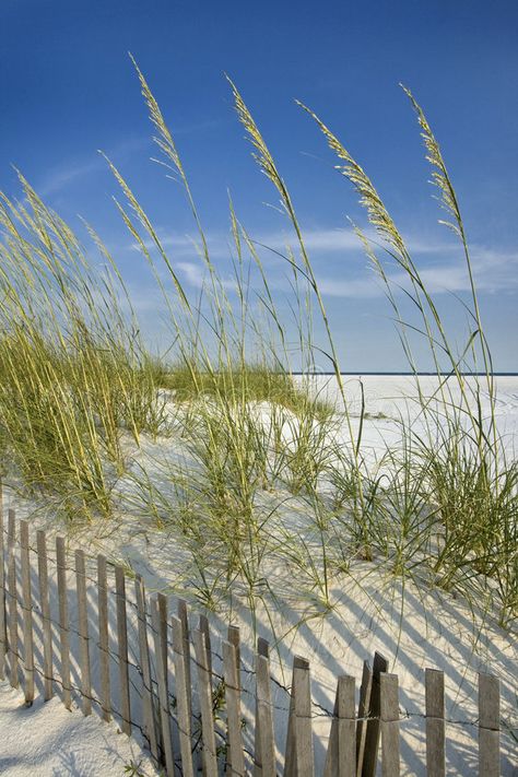 Sea Oats and Dune Fence. Peaceful, secluded beach scene: sand dunes, sea oats, d , #affiliate, #Peaceful, #secluded, #beach, #Fence, #Sea #ad Bonito, Sea Oats, Fence Landscaping, Photo Stock Images, I Love The Beach, Secluded Beach, Ocean Vibes, Dream Beach, Beach Gardens