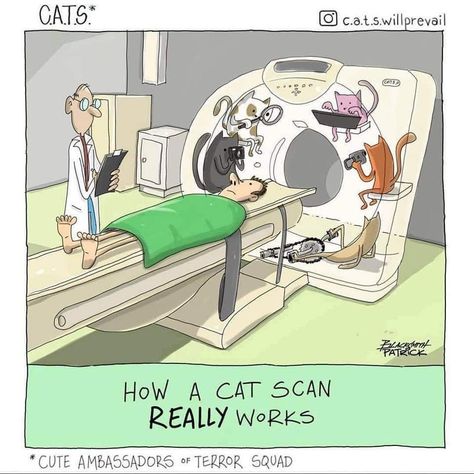 Cat Scan, Cat Jokes, Funny Cartoon Pictures, Cat Quotes, Cartoon Jokes, Cat Sitting, Fun Comics, Funny Animal Pictures, Funny Cartoons