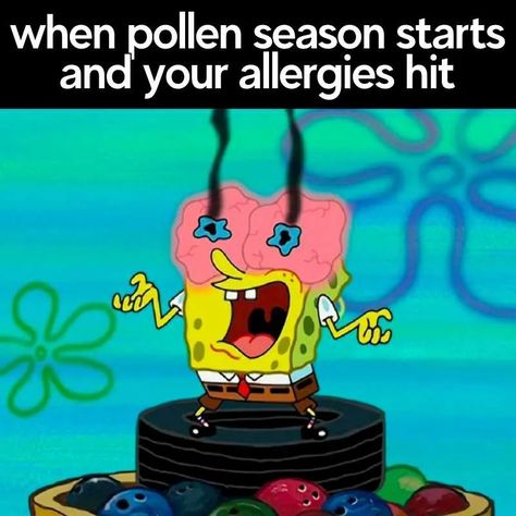 Seasonal Allergies Funny, Allergies Quote, Allergy Memes, Allergies Funny, Winter Allergies, Spring Allergies, Christmas Tree Decorations Ribbon, Be Like Meme, Allergy Season