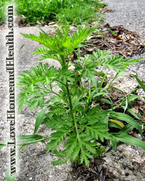 Sweet Annie Uses, Sweet Annie Plant, Crunchy Stuff, Medicinal Herbs Remedies, Herbs Remedies, Urban Foraging, Medicine Recipes, Medicinal Wild Plants, Edible Weeds