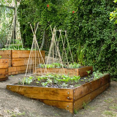 Terraced Vegetable Garden, Suburban Homestead, Terraced Gardens, Small Yard Landscaping, Diy Garden Trellis, Diy Edible, Sloped Backyard, Sunset Magazine, Sloped Garden