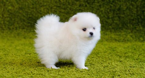 If you've never heard of a white Pomeranian, then this article is here to fill you in! Learn more about this adorable, spunky little ball of fur. Teacup Pomeranian Puppy, Dog Trolley, White Pomeranian Puppies, Baby Pomeranian, Pomeranian Breed, Pomeranian Puppy Teacup, White Pomeranian, Pomeranian Puppy For Sale, Cute Pomeranian