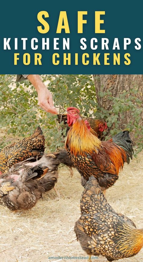 Chicken Safe Foods, What Not To Feed Chickens, Spices For Chicken Feed, What Can You Feed Chickens, Chicken Scraps List, Scraps For Chickens, What Can I Feed My Chickens, Kitchen Scraps For Chickens, Diy Chicken Supplement