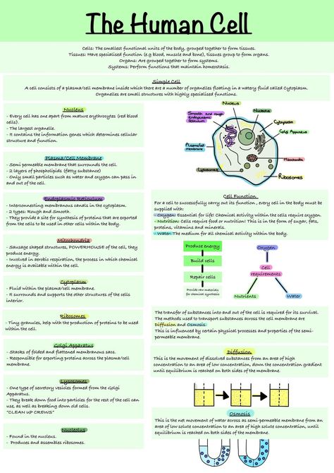 This Guides & How Tos item by StudywithShannan has 4 favorites from Etsy shoppers. Ships from United States. Listed on 25 Jan, 2023 Anatomy Cells Notes, Anatomy And Physiology Cells Notes, Anatomy And Physiology Notes Study Cell, Anatomy 1 Notes, Cell Physiology Notes, Cells And Tissues Anatomy Notes, Cell Anatomy Notes, Anatomy And Physiology Notes Integumentary System, Chloroplast Notes