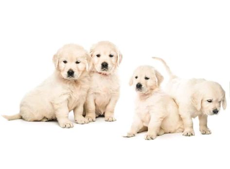 Free Puppies For Adoption, Mixed Breed Puppies, Puppies Near Me, Free Puppies, Golden Retriever Puppies, Dog Jokes, Super Cute Puppies, Dog Line, Dog Quotes Funny