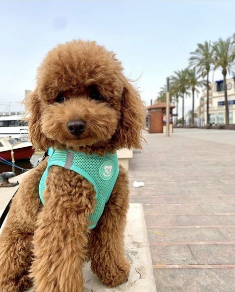 Mini Poodle Haircut, Toy Poodle Puppy Cut, Poodle Teddy Bear Cut, Poodle Puppy Cut, Toy Poodle Haircut, Teddy Bear Poodle, Poodle Haircut Styles, Toy Poodle Dog, Big Dogs Breeds