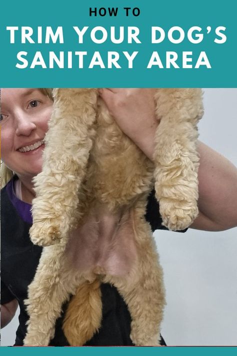 Keeping your dog's sanitary area clean shaven will help prevent their urine and poo from getting caught in their fur every time they go to the toilet. Watch this DIY tutotiral to learn how to shave your dog's sanitary area. Grooming Dogs, Shaved Goldendoodle, Shorkie Dogs, Dog Grooming Shih Tzu, Dog Grooming Diy, Meds For Dogs, Cavapoo Dogs, Goldendoodle Grooming, Paw Care