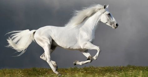 Wild Mustangs, White Arabian Horse, Horse Facts, Horsemen Of The Apocalypse, Horse Wallpaper, Power Animal, Horse Diy, Majestic Horse, Running Horses