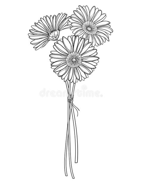 Gerbera Daisy Bouquet Tattoo, 3 Gerberas Drawing Closer, Gerberas Drawing, Three Gerberas, Gerbera Daisy Drawing, Gerbera Flower Drawing, Gerbera Daisy Tattoo, Linear Garden, Bunch Of Flowers Drawing