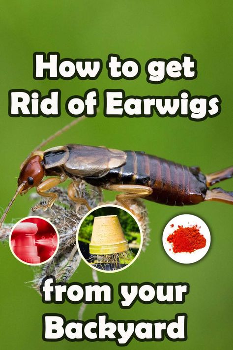 Are pesky earwigs wreaking havoc in your backyard? Fear not, as we've got you covered! Our comprehensive guide on how to get rid of earwigs is just what you need to banish these critters for good. From natural remedies to chemical solutions, we cover all the bases to ensure your backyard remains a safe haven. Say goodbye to earwigs and hello to a beautiful, bug-free space! Getting Rid Of Earwigs, Earwigs, Garden Remedies, Garden Pest Control, Dry Stone Wall, Aromatic Plant, Bug Repellent, Beneficial Insects, Garden Pests