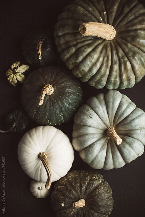 Beautiful neutral rustic colored pumpkins freshly picked from a pumpkin farm on a black background Pumpkins And Gourds, Pumpkin Wallpaper, Thanksgiving Wallpaper, Rustic Pumpkin, Pumpkin Farm, Green Pumpkin, Jolie Photo, Autumn Aesthetic, Fall Wallpaper