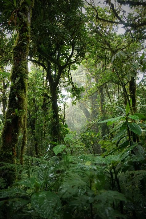 Amazon Rain Forest Aesthetic, African Jungle Aesthetic, Colombia Rainforest, Jumanji Aesthetic, Amazonas Aesthetic, Vietnam Forest, Rain Forest Aesthetic, Rainforest Village, Jungle Photos