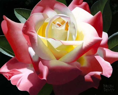 Brian Davis Brian Davis, Library Art, Floral Image, Flower Photos, Fine Art Gallery, 그림 그리기, Over 60, Beautiful Roses, Pretty Flowers