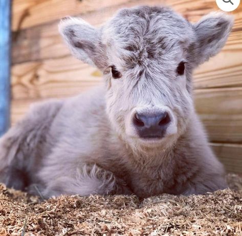 Ok friends, where can I find one of these mini cows around NWA? Maddie wants one for her birthday? Floofy Cows, Mini Cows For Sale, Mini Highland Cow, Cottagecore Animals, Fluffy Cow, Farm Pictures, Mini Cows, Early 20s