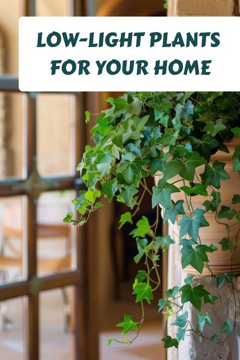 Low-light plants hanging in a pot indoors near a window. House Plants For Dark Rooms, Low Light Low Water Indoor Plants, House Plants For Low Light, Plants For Dark Rooms, Indoor Plants For Low Light, Plants For Low Light, Indoor Vines, Low Light House Plants, Dark Rooms