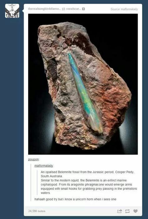 Opalized fossil... Or unicorn horn... Jurassic Period, Fantasy Magic, Smosh, Coober Pedy, Pretty Rocks, Cool Rocks, Unicorn Horn, South Australia, Nautilus