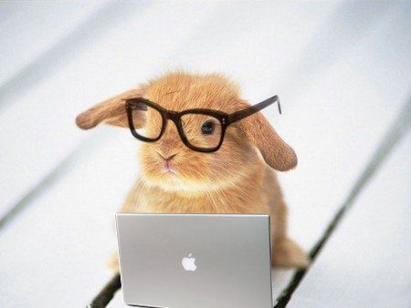 hipster bunny Mini Lop Bunnies, Bunny With Glasses, Somebunny Loves You, Bunny Pictures, Pet Bunny, Silly Girls, Bunny Face, Super Cute Animals, Funny Bunnies