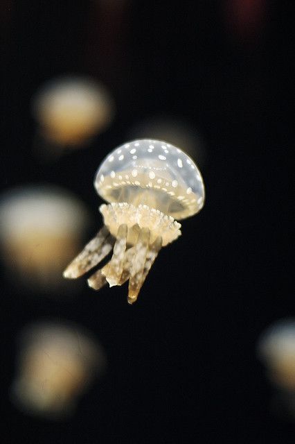 Jellyfish at the Monterey Bay Aquarium Sea Jellies, Monterey Bay Aquarium, Deep Sea Creatures, Ocean Treasures, Beautiful Sea Creatures, Underwater Creatures, Jelly Fish, Water Life, Aquatic Animals