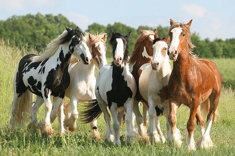 Horse / six pack Draft Horses, Cai Sălbatici, Paint Horse, Most Beautiful Horses, Horse Crazy, Pretty Horses, Horse Pictures, Horse Love, Animals Of The World