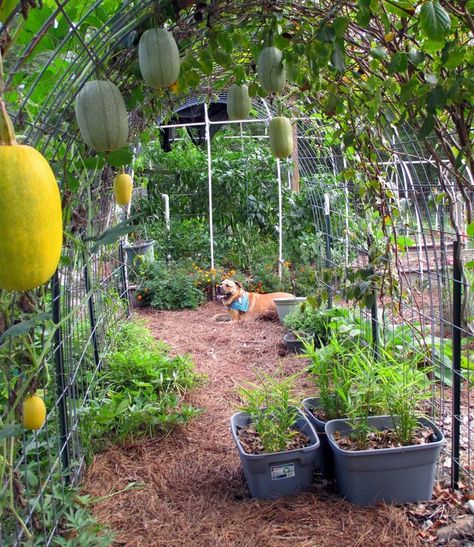 Food Forest Designs, Food Forest Aesthetic, Suburban Food Forest, Diy Food Forest, Food Forest Layout, Backyard Food Forest, Forest Farming, Food Forest Design, Rustic Greenhouses