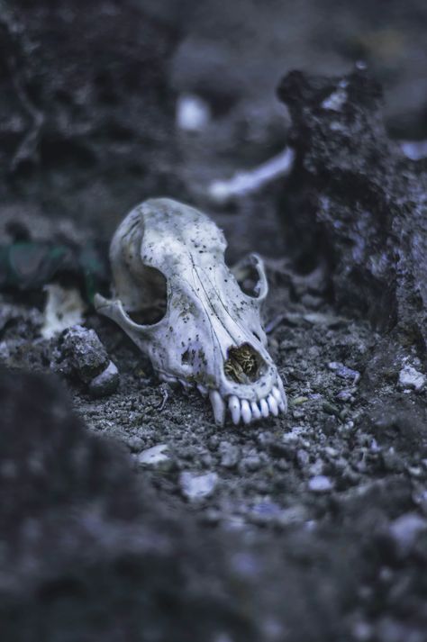 Nature, Animal Skeleton Aesthetic, Animal Bones Photography, Decay Core, Deer Skull Aesthetic, Animal Skull Aesthetic, Animal Bones Aesthetic, Animal Skull Wallpaper, Vulture Culture Aesthetic