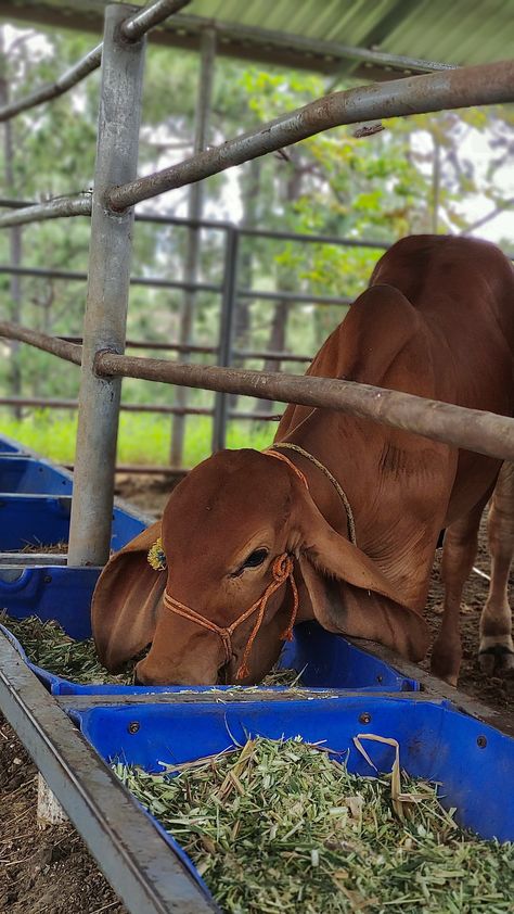 Christmas Shoes Diy, Agriculture Pictures, Nguni Cows, Cow Feed, Agriculture Photos, Happy Birthday Wishes Photos, Farm Business, Farm Lifestyle