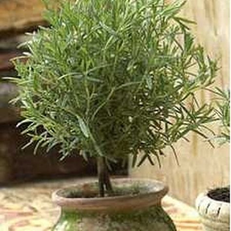 Rosemary Topiary, Rosemary Plants, Topiaries, Garden Containers, Growing Herbs, Container Plants, Herb Garden, Dream Garden, Indoor Garden