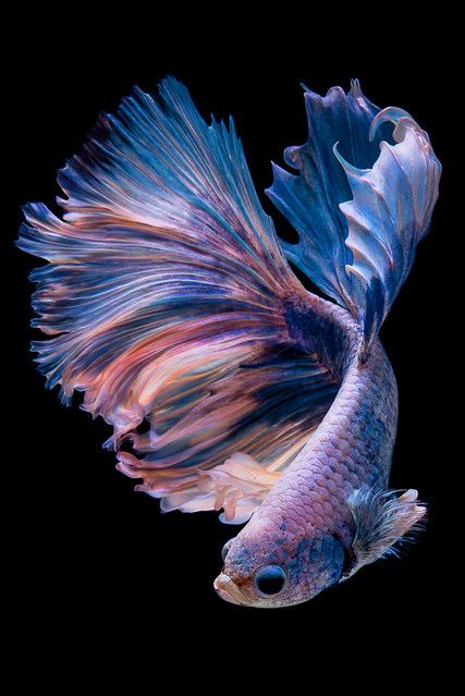 Betta Fish, Black Background, Fish, Black