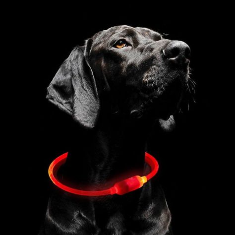 11 Rechargeable Light-Up Dog Collars For 2023