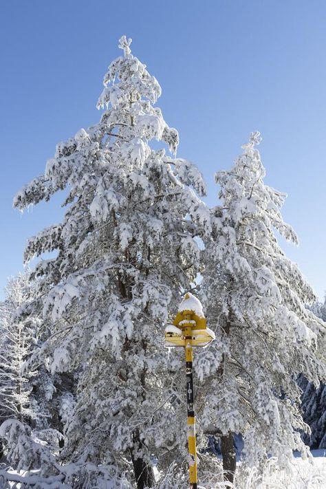 Sofia City, Winter View, Natural Forest, Movie Photo, Bulgaria, Sofia, Photo Image, Forest, Stock Photos