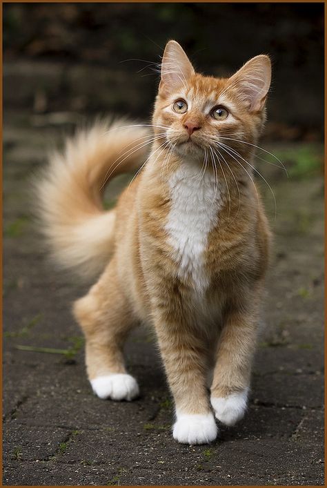 Orange And White Cat, Cat Pose, Orange Cats, Adorable Cats, Ginger Cats, Domestic Cat, Cute Cats And Kittens, Warrior Cats, Pretty Cats