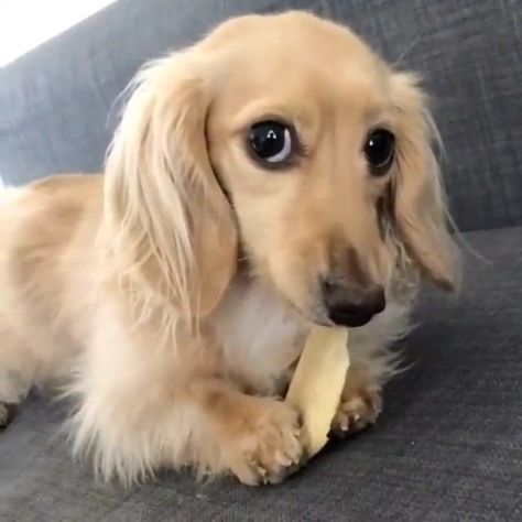 Big Puppy, English Cream, Big Puppies, Dream Dog, Funny Animal Photos, Weenie Dogs, Dachshund Puppies, Puppy Eyes, Wiener Dog