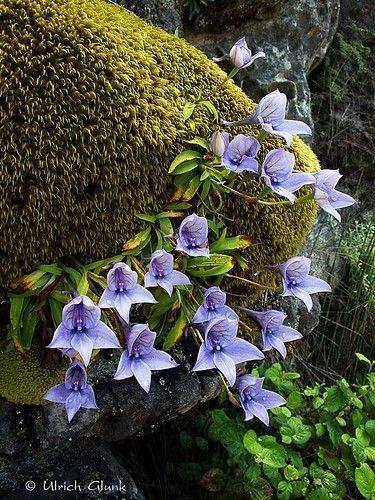 Strange Plants, Mini Orquideas, Wild Orchids, Amazing Plants, Miniature Orchids, Alpine Flowers, Exotic Orchids, Table Mountain, Unusual Flowers