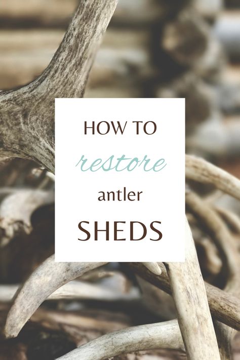 Shed Antler Ideas, Elk Horns Decor Ideas, How To Clean Antlers, Deer Shed Ideas Decor, Elk Hide Ideas, Moose Antler Ideas, Decorating With Antlers Living Room, Antler Decoration Ideas, How To Decorate With Deer Antlers