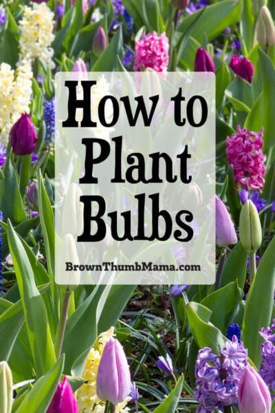 How To Plant Bulbs, When To Plant Bulbs, Fall Bulb Planting, Planting Bulbs In Spring, Bulb Planting Tools, Fall Landscaping, Easy Indoor Plants, Beautiful Spring Flowers, Plant Bulbs