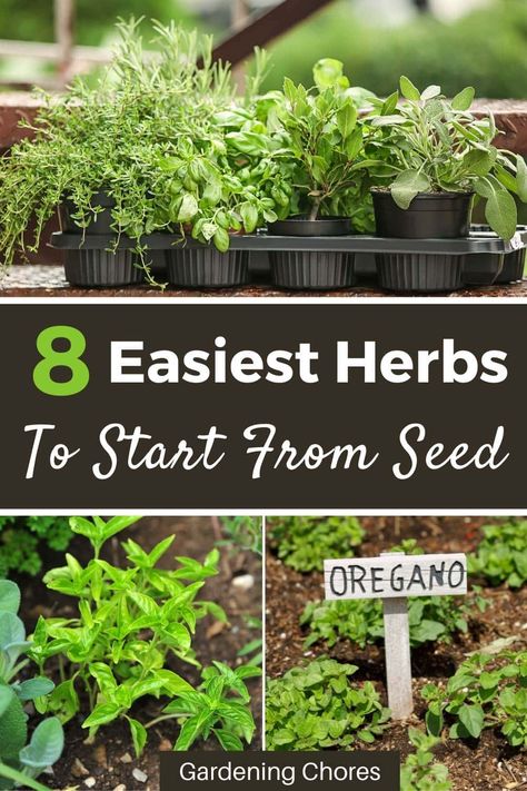 The most common herbs grown from seed are annuals, which typically germinate and mature quickly during their one-season life cycle. Perennials can also be grown from seed, but often take much longer to pop up and establish themselves. Here are 8 of the easiest herbs to grow from seed that you can try yourself: How To Grow Herbs From Seeds, Growing Herbs From Seeds, Easiest Herbs To Grow, Planting Seeds Indoors, Easy Herbs To Grow, Herbs To Grow, Grow From Seed, Outdoor Herb Garden, Starting Seeds