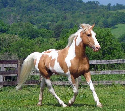 Pinto Horses, Paint Horses, Palomino Paint Horse, Cheval Pie, Goddess Of Spring, Cai Sălbatici, American Paint Horse, Painted Horses, Beautiful Horse Pictures