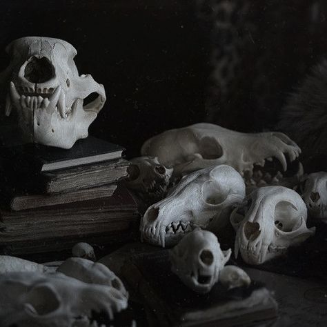 Taxidermy Aesthetic, Defense Against The Dark Arts, Goddess Of The Underworld, Dark Forest Aesthetic, Animal Skeletons, Who Is She, Vulture Culture, Cat Skull, Dark Arts