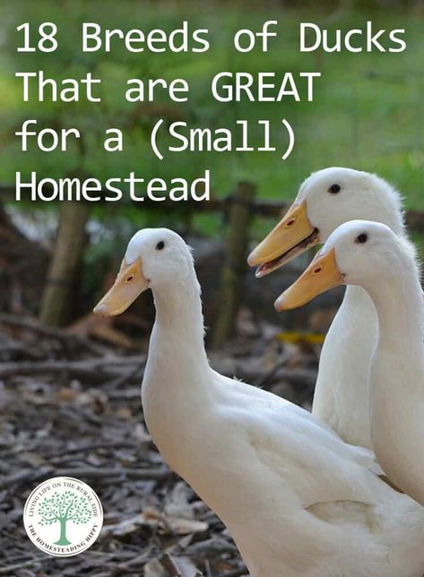 What Breed Of Ducks Are Best For A Small Homestead? Best Ducks For Homestead, Types Of Duck Breeds, Breeds Of Ducks, Plants For Ducks, Duck House Ideas, Homestead Knowledge, Duck Keeping, Crested Duck, Homestead Plans