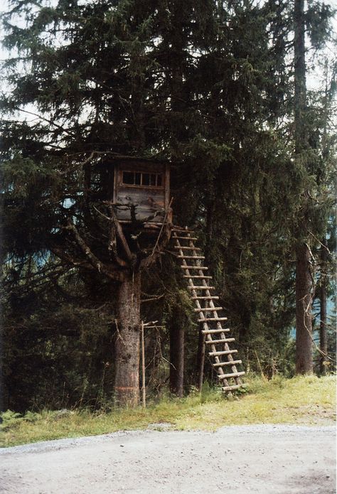 Austrian Alps Tree house Abandoned Treehouse Aesthetic, Apocalypse Tree House, Old Treehouse Aesthetic, Aesthetic Tree House, Abandoned Treehouse, Tree House Aesthetic, Old Tree House, Old Treehouse, Treehouse Ladder