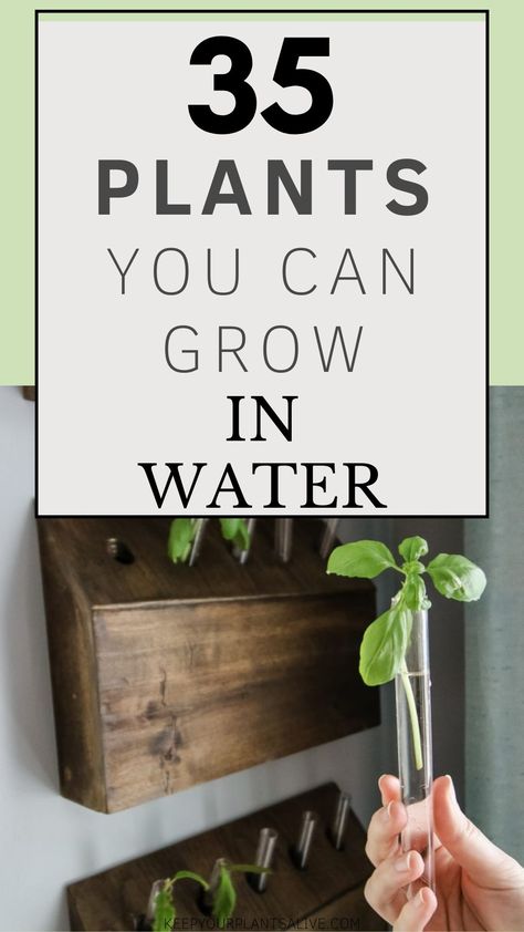 Water Vase Plants, Plants In Glass Jars Water, Glass Vase Plant Ideas, Pothos In Water Vase, Snake Plant In Water Vase, Plants Growing In Water, Best Plants To Grow In Water, Plants In Water Vase, Plants To Grow In Water