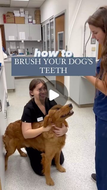 WebMD on Instagram: "Brushing your dog’s teeth is essential for their health - without brushing, plaque can build up, putting your dog at risk for bad breath, gum disease, and tooth decay 🪥⁠ ⁠ @dr.vanesafarmer shares her step-by-step tips for starting a dog dental health routine - read more about pet dental care by tapping the link in our bio.⁠ ⁠ #webmd #pethealth #doghealth #dogstagram #instadog #dogsofinstagram #healthandwellness" How To Brush Dogs Teeth, Dog Dental Hygiene, Brushing Dogs Teeth, Pet Dental Care, Dog Dental Health, Chipped Tooth, Dog Dental, Dog Dental Care, Health Routine