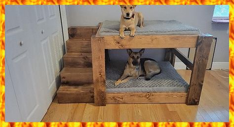 Diy Dog Bed For Multiple Dogs, Dog Bed Raised Diy, Double Decker Dog Bed Diy, Dog Beds For Multiple Dogs, Twin Bed For Dog, Cool Dog Beds For Large Dogs, Dog Bed With Roof, Bunk Beds For Dogs Diy, Double Dog Bed Diy