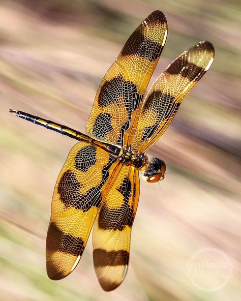 The Halloween pennant (Celithemis eponina) is a brightly colored species that occurs in parts of Canada and the United States. The yellow… Halloween Pennant, Dragonfly Images, Dragonfly Photography, Decoupage Images, Cool Insects, Damselflies, Crazy Art, Cool Bugs, Dragon Images