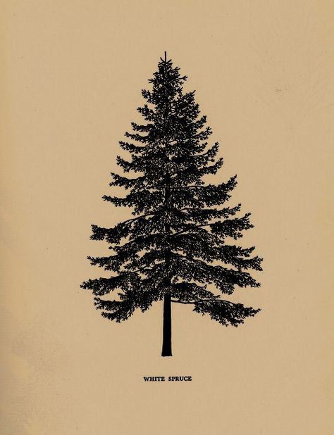 Evergreen Tree Tattoo, Pnw Art, Pine Tattoo, Tree Tattoo Arm, Pine Tree Tattoo, White Spruce, Simple Tree, Tree Illustration, Tree Drawing