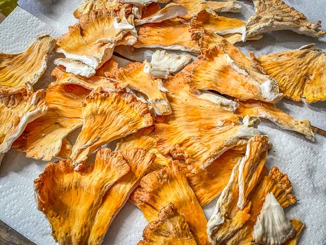 How to Store Chicken of the Woods Mushrooms Venison Ribs, Freezing Chicken, Fall Woods, Wild Mushroom Recipes, Squirrel Food, Venison Jerky, Dehydrated Chicken, Chicken Of The Woods, Clean Chicken