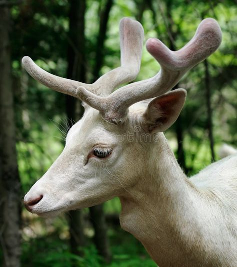 Albino Deer, Deer With Antlers, Dog Reference, Kunst Inspo, Tier Tattoo, Deer Pictures, Fallow Deer, Albino Animals, Animal Reference