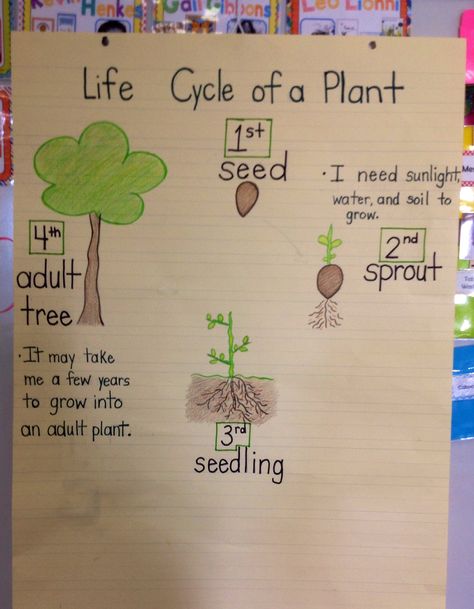 Research Focus - Life Cycle of a Plant Life Cycles Kindergarten, Plants Kindergarten, Plant Lessons, Science Anchor Charts, Kindergarten Anchor Charts, Life Cycles Activities, Plants Unit, Plant Activities, 1st Grade Science